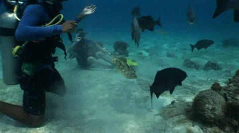Divers Interact with Fish Stock Footage 10922081