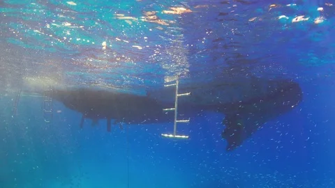 Divers Jump Into the Water Before Diving Stock Footage 93911604