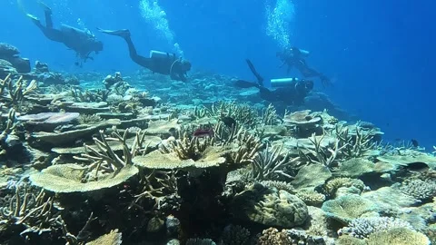 Divers Look For Small Critters Over Beautiful Coral Reef 스톡 동영상 257715307