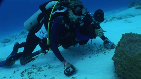Divers Looking At Coral Stock Footage 36373195