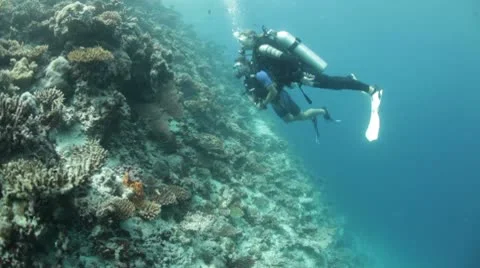 Divers looking at coral reef Stock Footage 10788235
