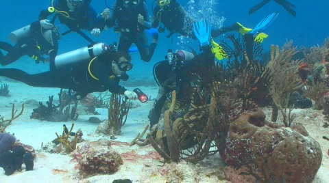 Divers looking into reef Stock Footage 640293