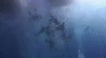 Divers on mooring line - SS Thistlegorm HD Footage