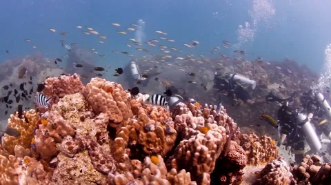 Divers next to Coral Reef Stock Footage 58298152