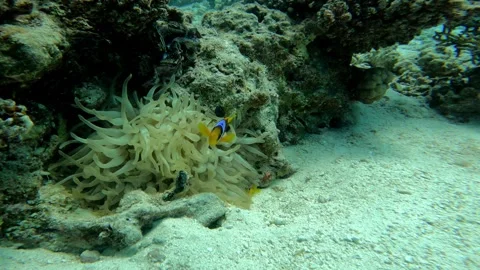 Divers observing two banded anemonefish in coral reef Stock-Footage 312320925