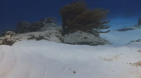 Divers in paradise Stockbeeldmateriaal 10566436