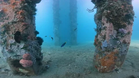 A diver's point of view swimming in an underside pier in the ocean full of Stock Footage 197395835