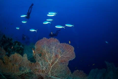 Divers on the reaf Stock Photos
