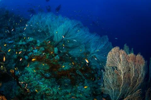 Divers on the reaf Stock Photos