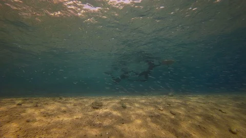 Divers of red sea Stock Footage 128085485