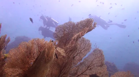 Divers &amp; Seafan Stock Footage 27817414