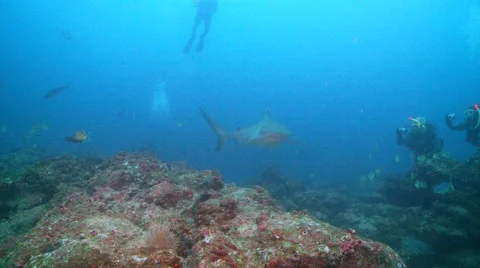Divers shark 動画素材 55513347