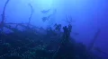 Divers on the Shipwreck SS Numidia HD Footage