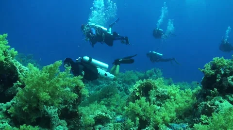 Divers from the side Stock Footage 33531362