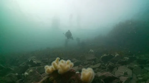 Divers surfice reef Stock-Footage 12536850