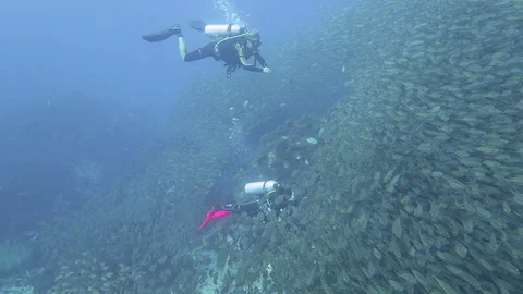 Divers swim through huge school of fish Stock Footage 80805277