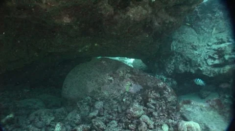 Divers Swim Towards Camera Stock Footage 5252276