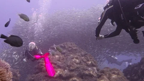 Divers swim towards massive school of fish Stock Footage 80816475