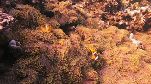 Divers swimming behind a cloud of anthias Stock Footage 22638637