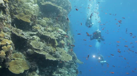 Divers swimming behind a cloud of anthias Stock Footage 22721182