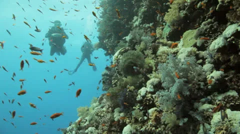 Divers swimming behind a cloud of anthias 動画素材 22722256