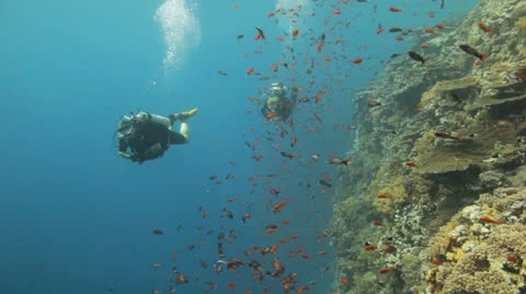 Divers swimming behind a cloud of anthias 動画素材 22722435