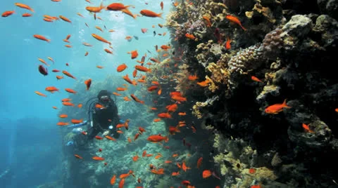Divers swimming behind a cloud of anthias Видео 22723472
