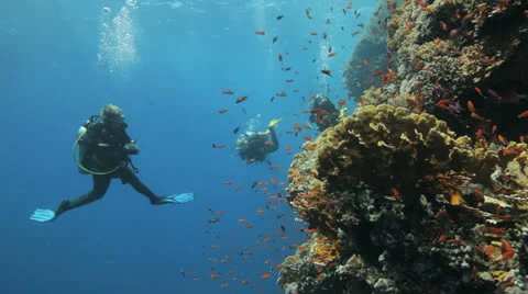 Divers swimming behind a cloud of anthias Stock Footage 22723598