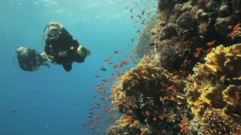 Divers swimming behind a cloud of anthias Stock Footage 22723663