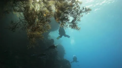 Divers swimming behind massive black coral Stockbeeldmateriaal 22643149