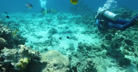 Divers swimming in an coral reef. Instructor and group students in exploration. Stock Footage 290014488