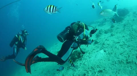 Divers swimming with fish Stock Footage 40731804
