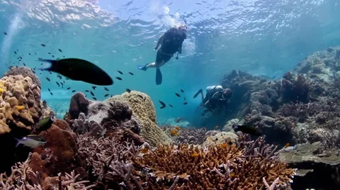 Divers swimming over reef Video stock 58298721
