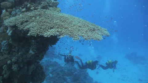 Divers swimming under neath the table coral 動画素材 22707591
