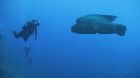Divers taking pictures of napoleon wrasse Stock Footage 22740153