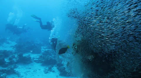 Divers through shoal of bait fish cover the coral block Stock Footage 22734772
