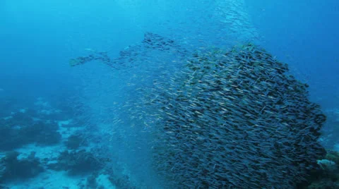 Divers through shoal of bait fish cover the coral block Stock Footage 22734792