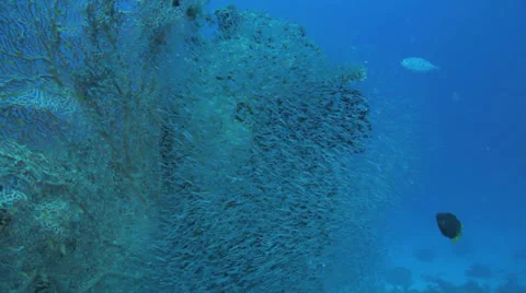 Divers through shoal of bait fish cover the coral block Stock Footage 22734820