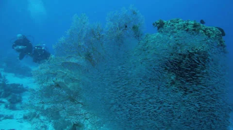 Divers through shoal of bait fish cover the coral block Vídeos de archivo 22734843