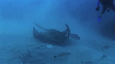 Divers Touching Manta Ray 11 Stock Footage 20441599