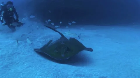 Divers Touching Manta Ray 12 Video stock 19080833