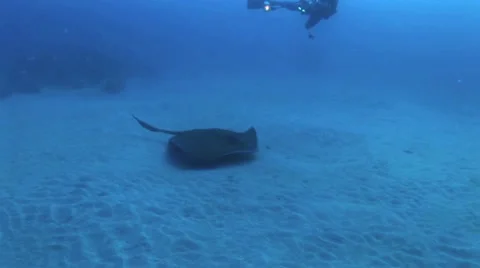 Divers Touching Manta Ray 5 Stock-Footage 19079999