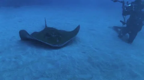 Divers Touching Manta Ray 6 Stockbeeldmateriaal 19080085