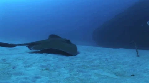 Divers Touching Manta Ray 7 스톡 동영상 19080168