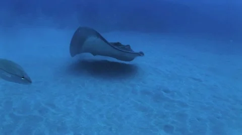 Divers Touching Manta Ray 8 Video stock 19080247