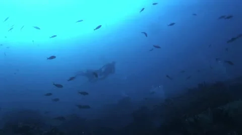 Divers Touching Manta Ray Video stock 19079711