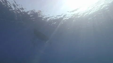 Divers under their boafrom inside the sea,sun filtering through the water,Ustica Stock Footage 124468217