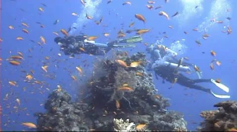 Divers underwater with lots of fish Stock Footage 11515617