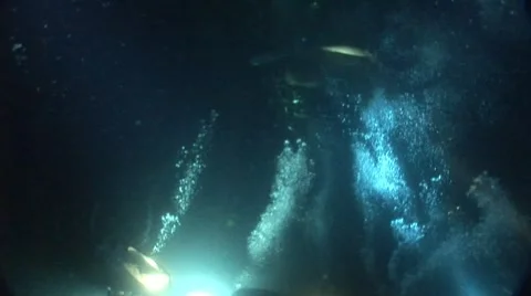 Divers underwater at Night Stock Footage 5254067