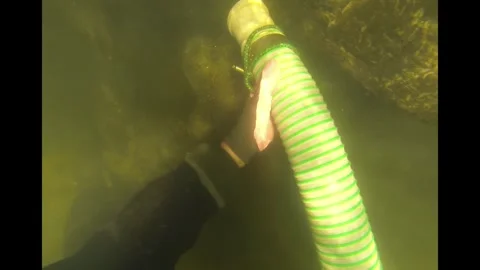 Divers vacuum out a Bronze Age find layer in the Tollense River Stock Footage 285751972
